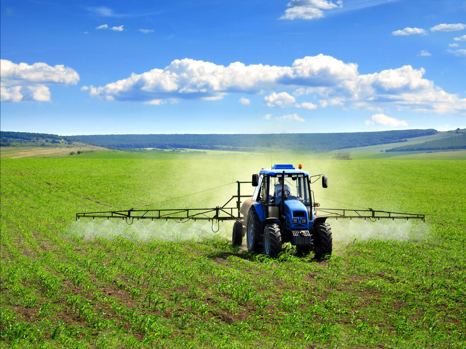 Modern blue tractor spraying crops in a green field